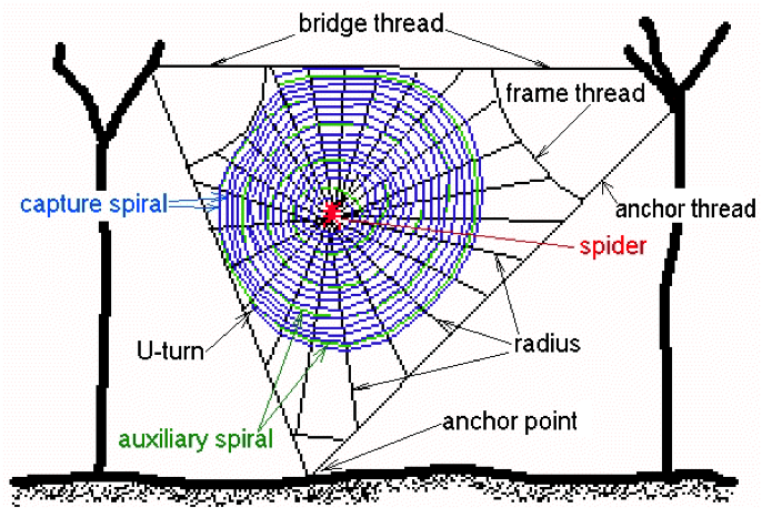 Spirals Through Time: Evolution of Orb-weaver Webs