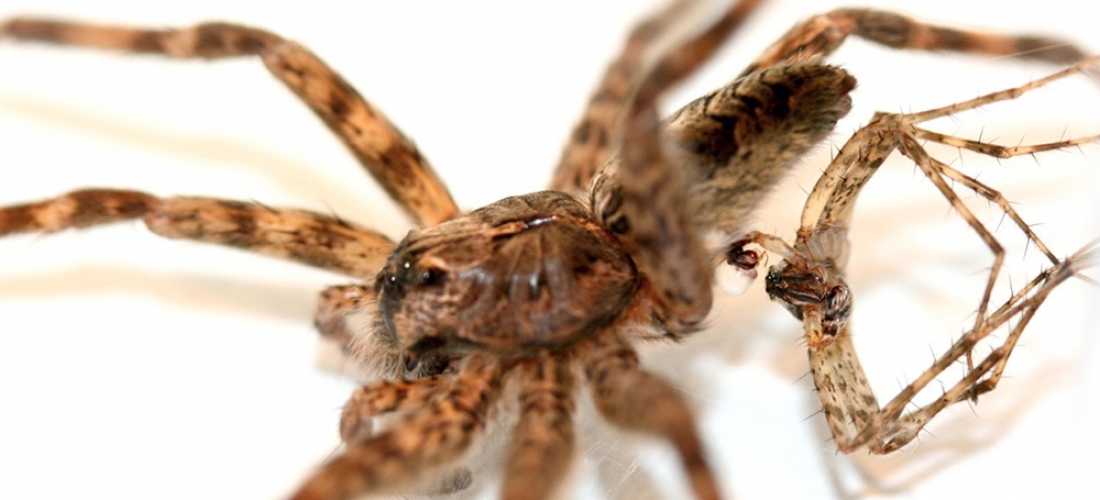 Dark fishing Spider