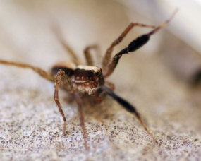 Wolf spider